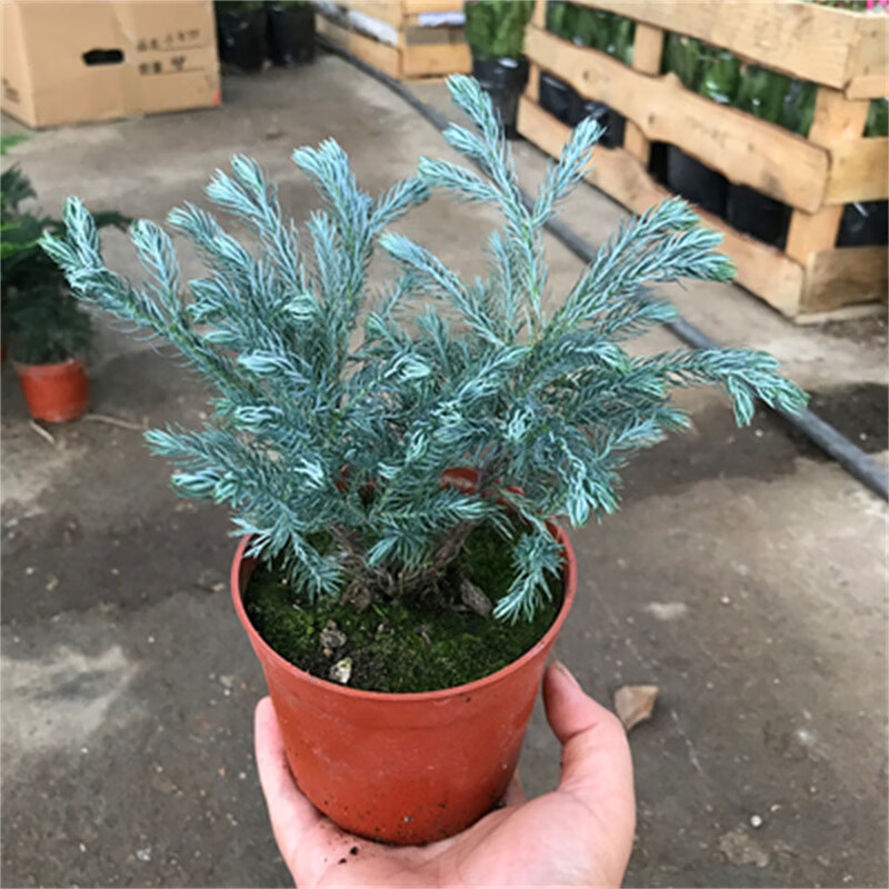 山头林村蓝湖柏盆栽蓝色波尔瓦蓝柏蓝冰柏卷柏净化空气耐寒花园绿植