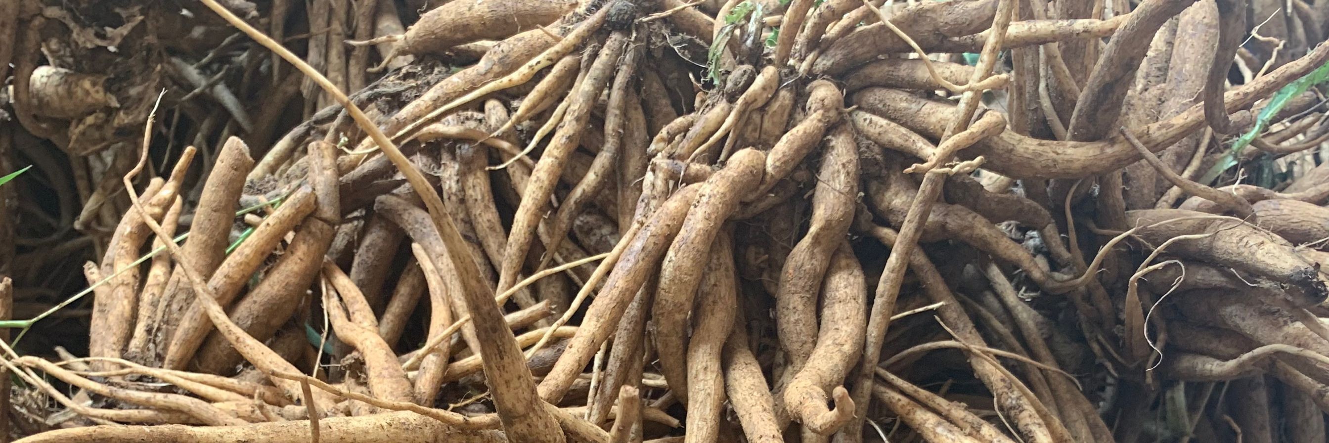 新货官方旗舰新鲜大蓟根农家现挖刺儿菜虎蓟刺蓟500克炖汤中药材优选