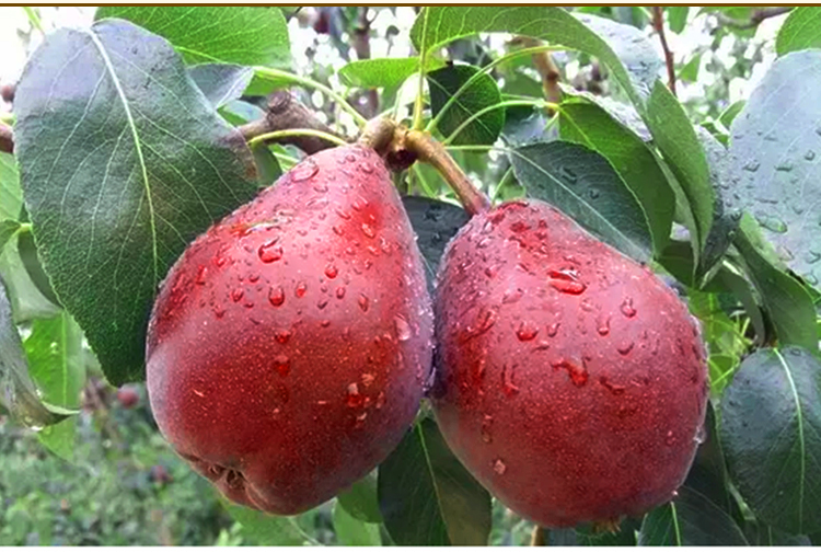 新鲜红啤梨红皮梨大头梨西洋太婆梨啤酒梨3-10斤 5斤装大果(精选)