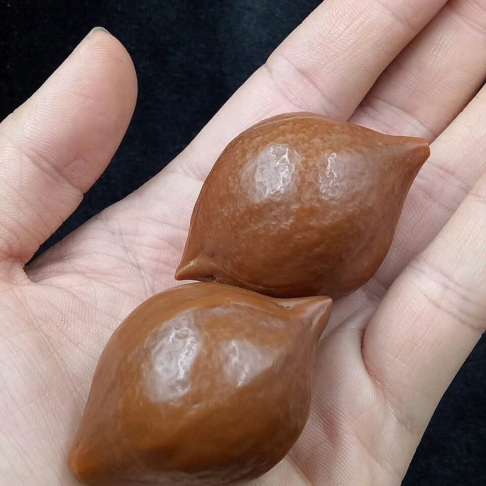 橄榄核原籽印尼橄榄核雕大籽大核原料原籽素核素珠已去皮抛光sn3692