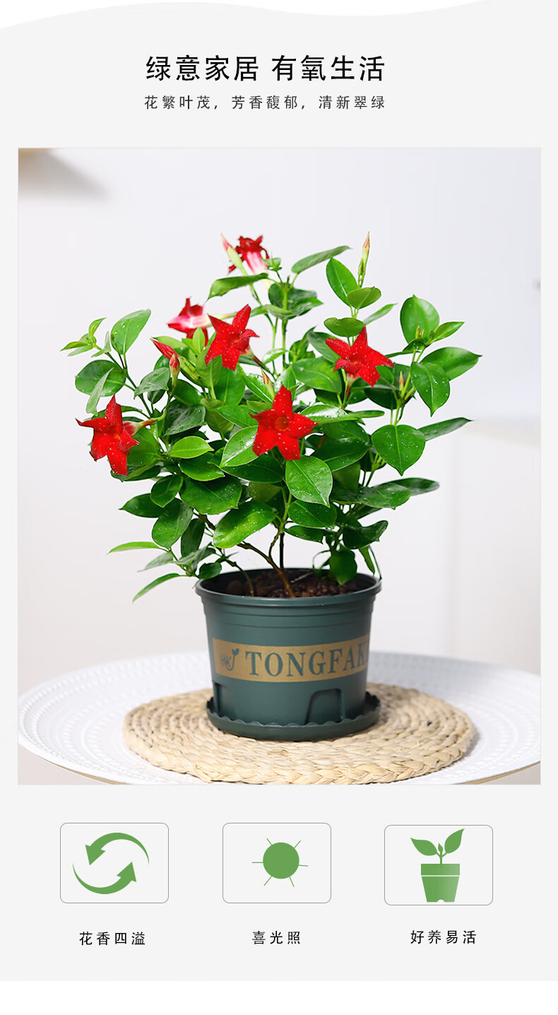 万里花苗盆栽植物室内花卉四季开花好养易活庭院攀爬小绿植特大号飘香