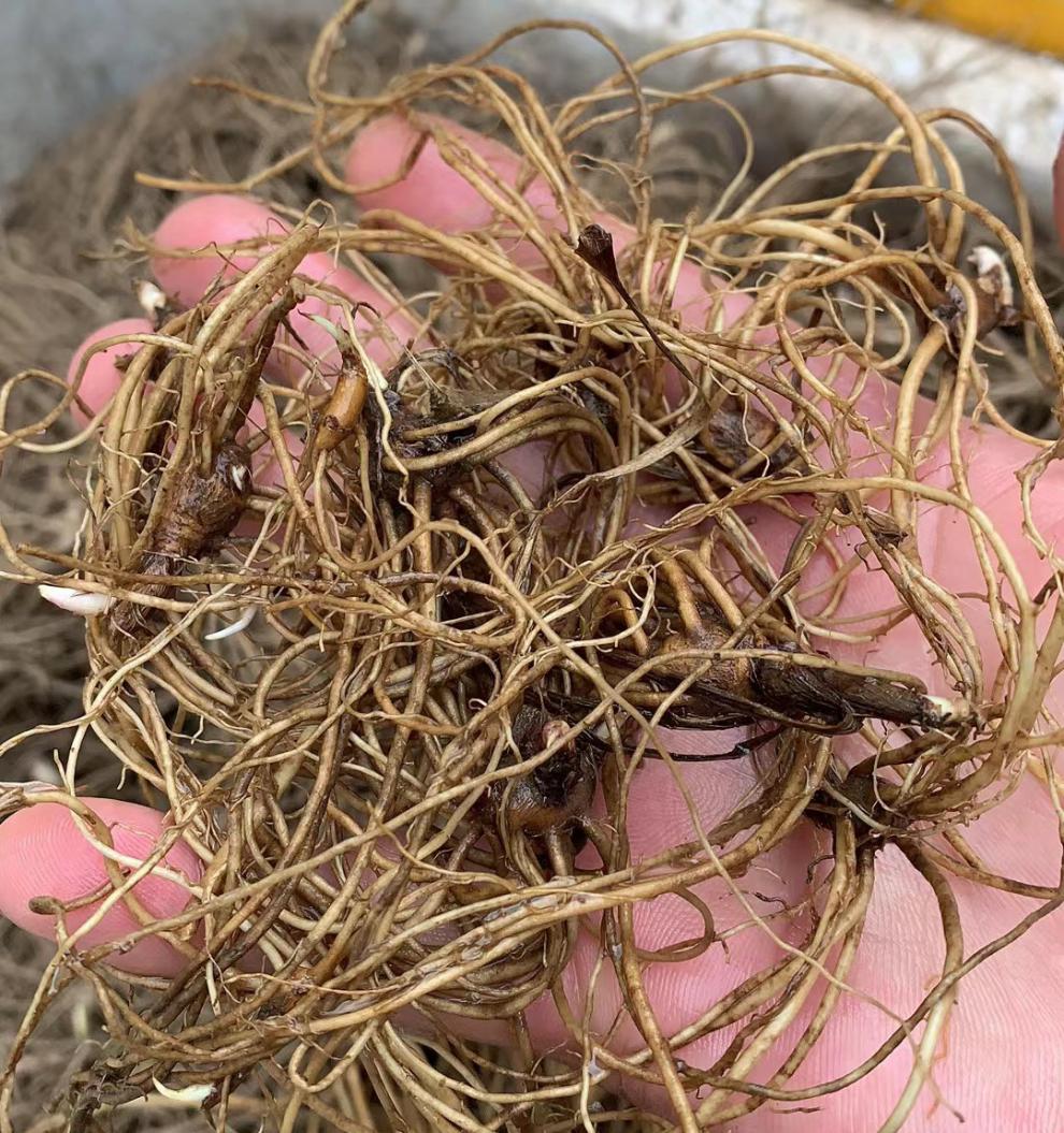 姜芮 陕西苍术苗 北苍术种苗中种植苗朱砂点苗 1000颗2年(烟头大)