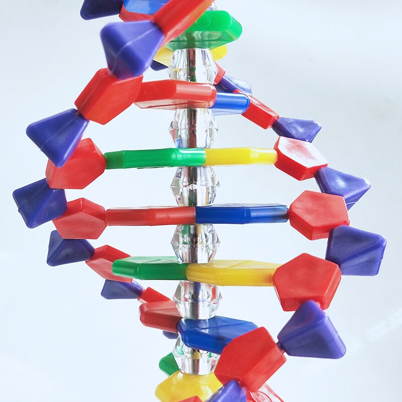 高中生物遗传基因鸟嘌呤腺嘌呤胞嘧啶胸腺脱氧核糖分子教学教具演示