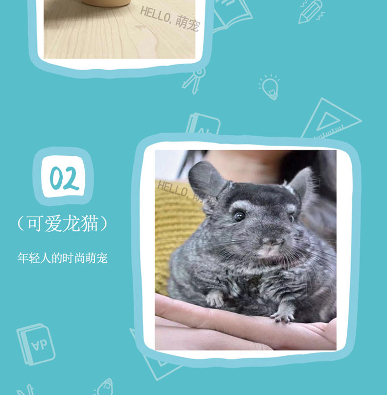 类型:龙猫宠物性别:公商品毛重:100.
