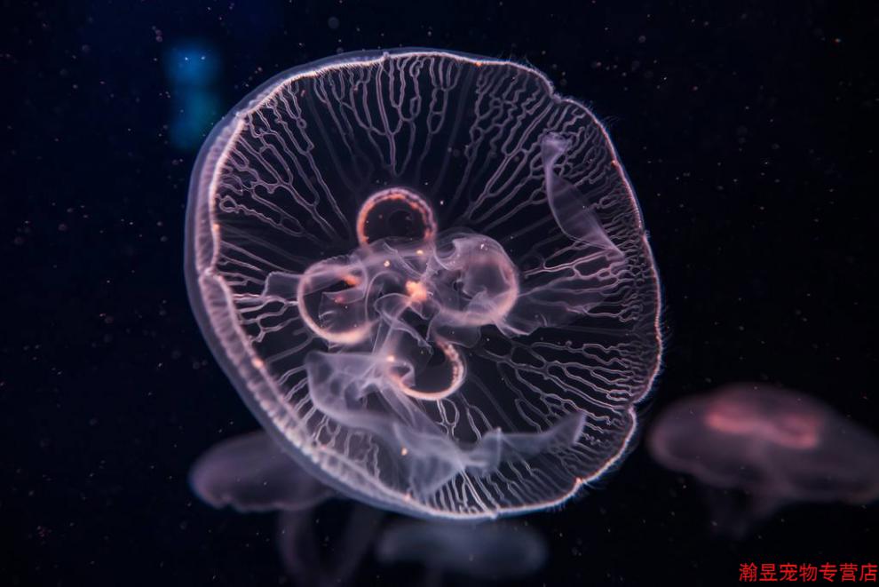 水母活物家养小水母赤月海月巴布亚观赏海水物活体非淡水澳洲斑点仙子