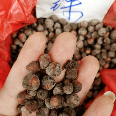 新鲜地下明珠陈商子落地珍珠一粒金丹100颗