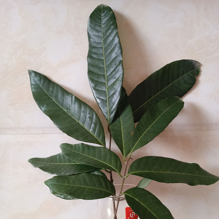 新鲜龙眼叶 龟缸养龟泡水调节酸碱 仿生态养龟环境装饰造景龙眼叶