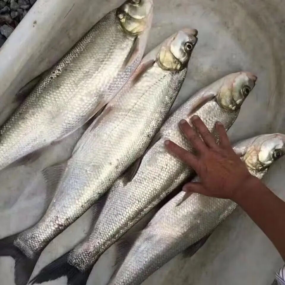 翹嘴魚苗路亞魚苗翹殼活體淡水養殖白刁子白重慶永川魚苗包活 翹嘴魚2