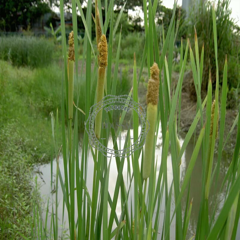 【京选优品】 水生花卉植物 香蒲苗 香蒲草 水烛