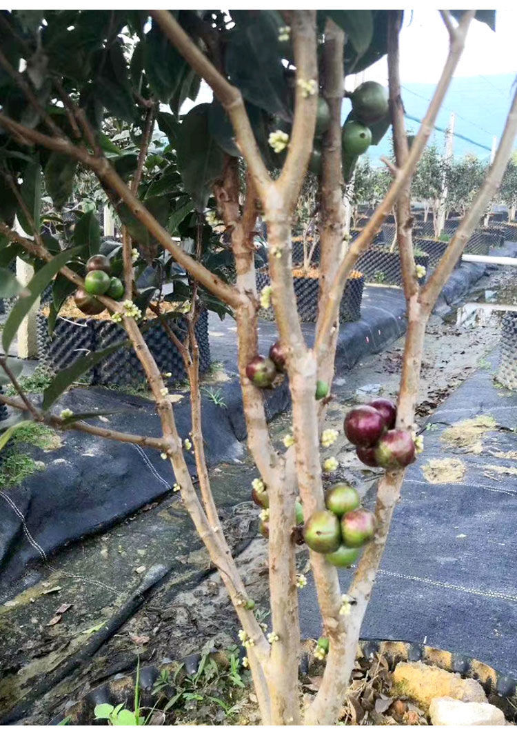 加宝果果苗树葡萄艾斯卡福冈沙巴红妃四季嘉宝果果苗大树带花带果