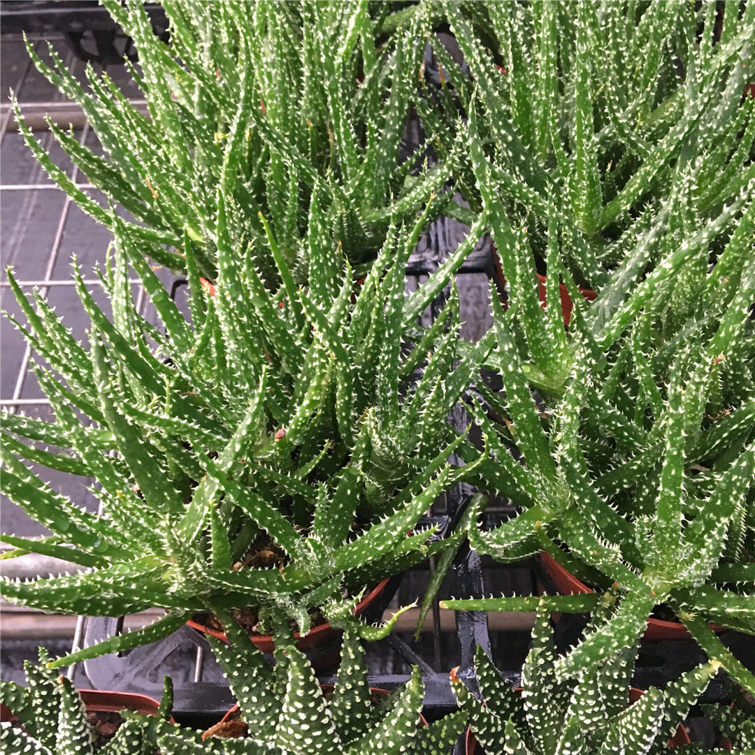 孔雀芦荟多肉芦荟盆栽室内多肉植物防辐射芦荟科多肉孔雀芦荟麦桑荷