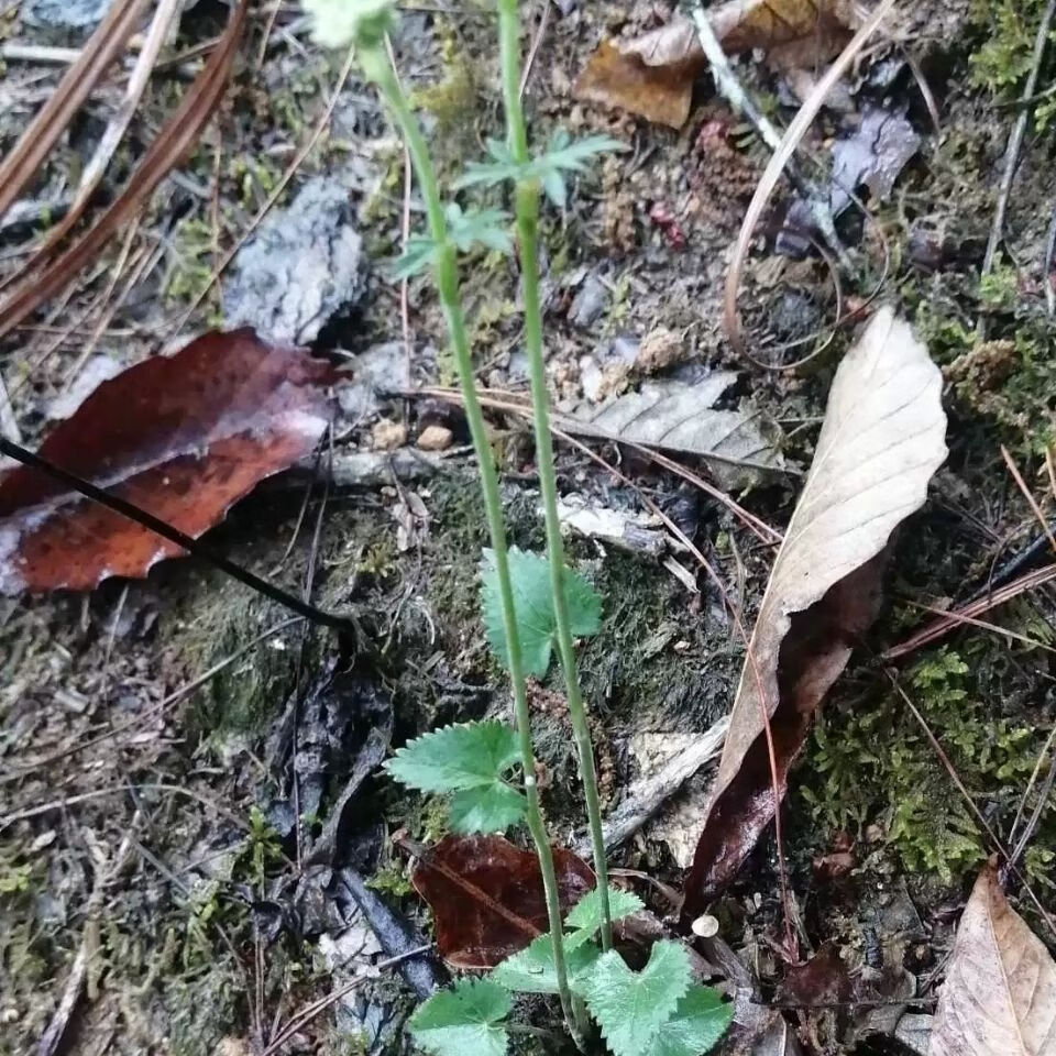 新鲜青草异叶茴芹鹅脚板杏叶防风羊膳七百路通骚羊古全草500g一斤