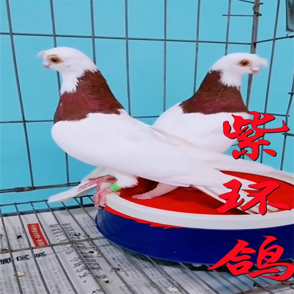 观赏鸽紫环墨环玉环种鸽一对活物纯种环鸽血统鸽高飞鸽 玉环 种公一只