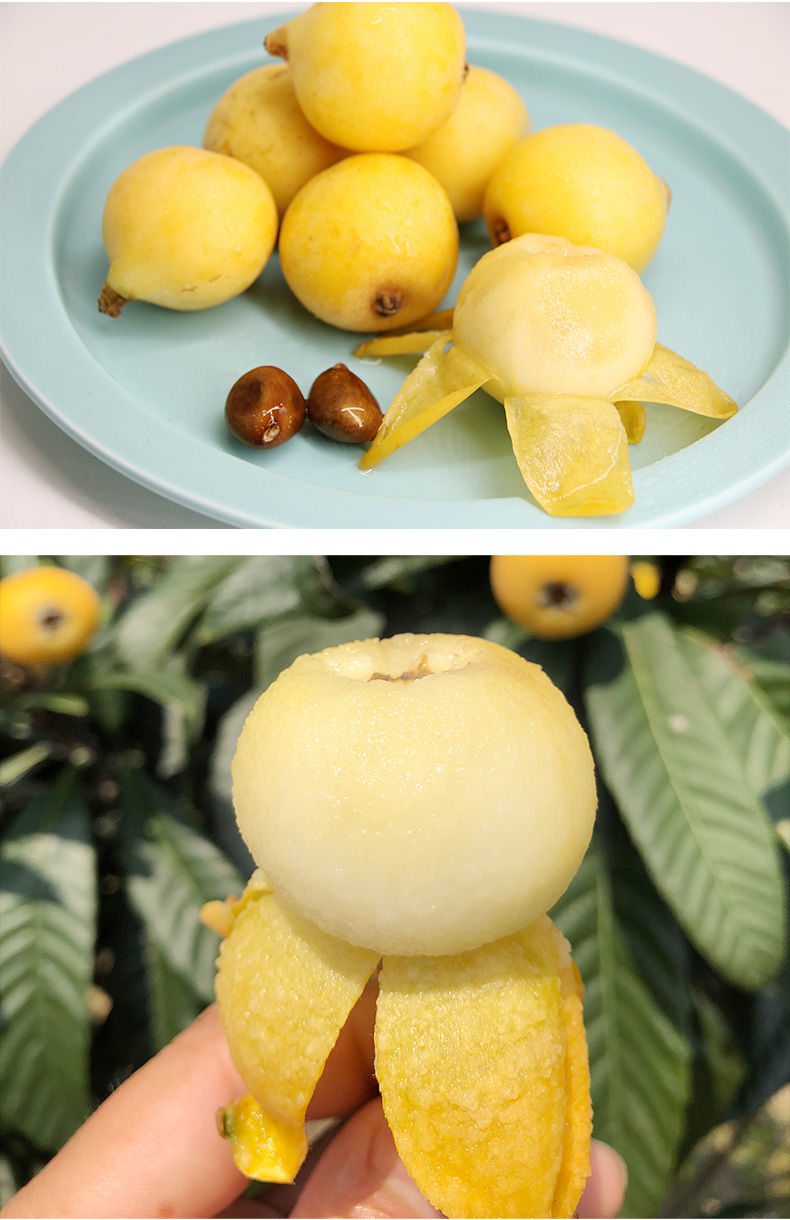 苏州东山白玉白沙枇杷5斤顺丰新鲜水果礼盒装大果非西山 东山白玉枇杷