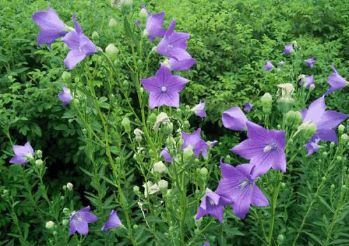 新鲜桔梗野生狗宝泡菜咸菜3年生湿鲜货桔梗菜下饭菜原料 3斤装鲜桔梗