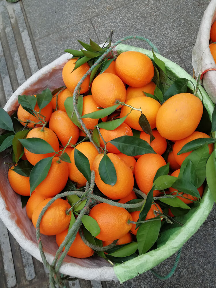 酷果汇重庆奉节脐橙纽荷尔福本孕妇新鲜带叶现摘水果橙子10斤20甜 18.