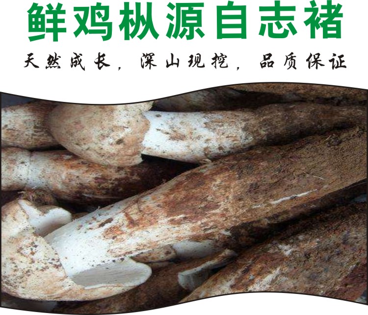 顺丰空运鸡枞菌现挖云南野生菌新鲜不开伞大白鸡枞菌菇油松茸菌子500g