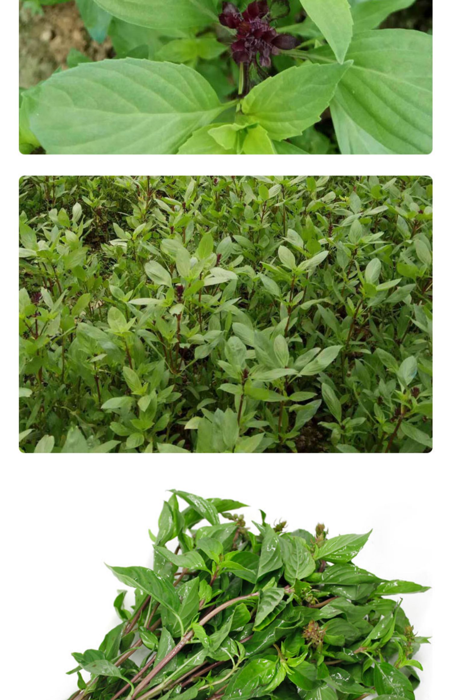 顺丰九层塔食用新鲜台湾金不换冬阴功食材香料菜三杯鸡九层塔50g