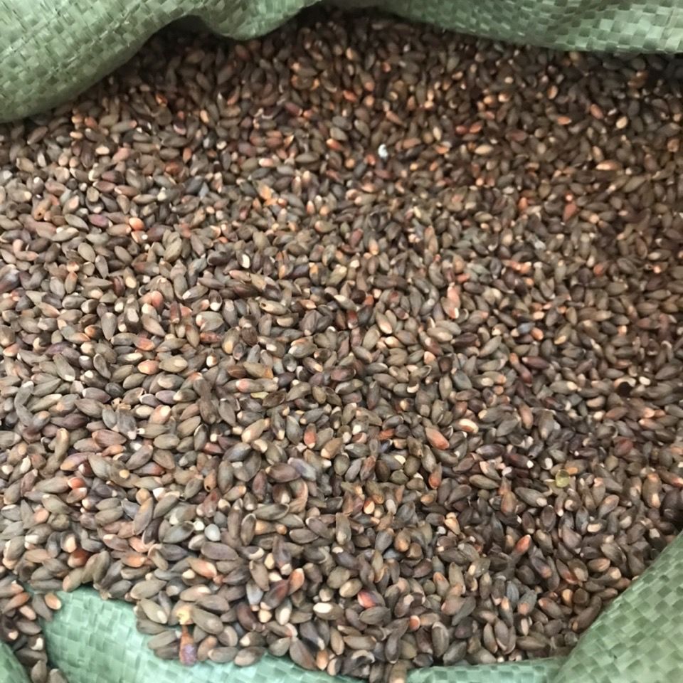 柏树籽500克侧柏籽柏子柏实柏树果 带壳柏子仁装枕头柏壳精选 500g