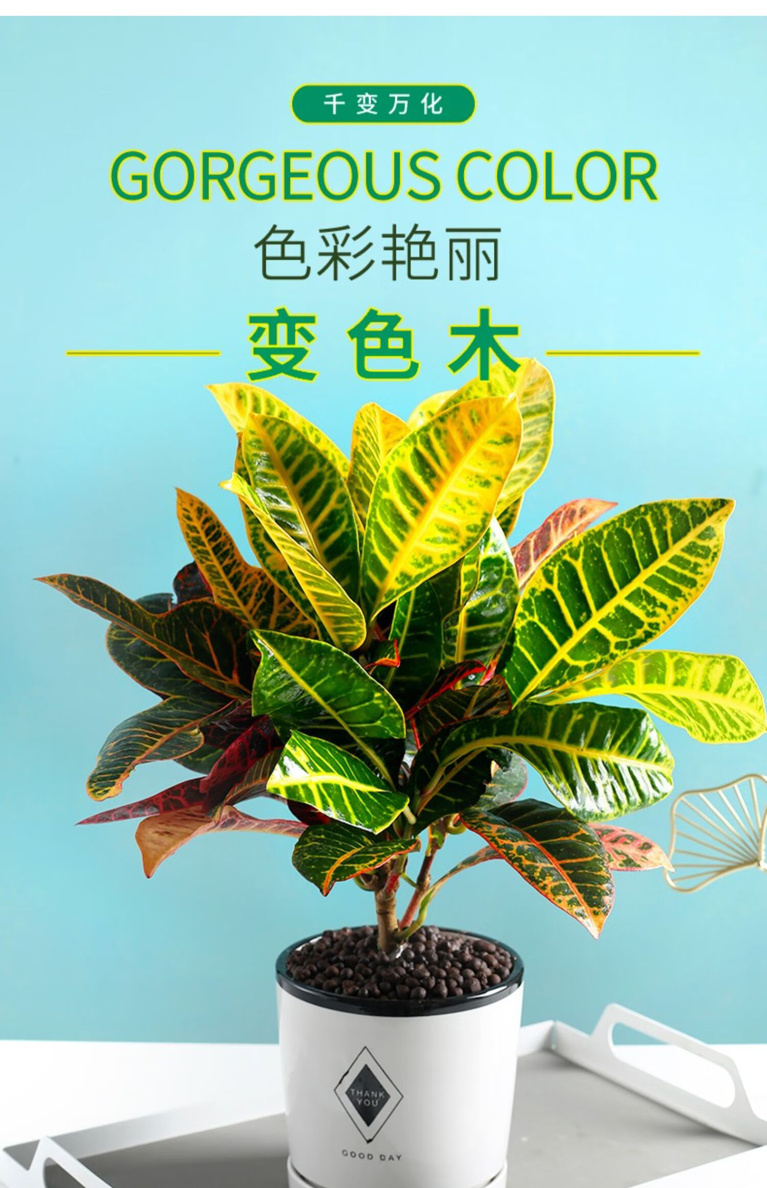 七彩变色木盆栽变叶木植物室内外花卉阳台好养易活花叶大绿植七彩变叶