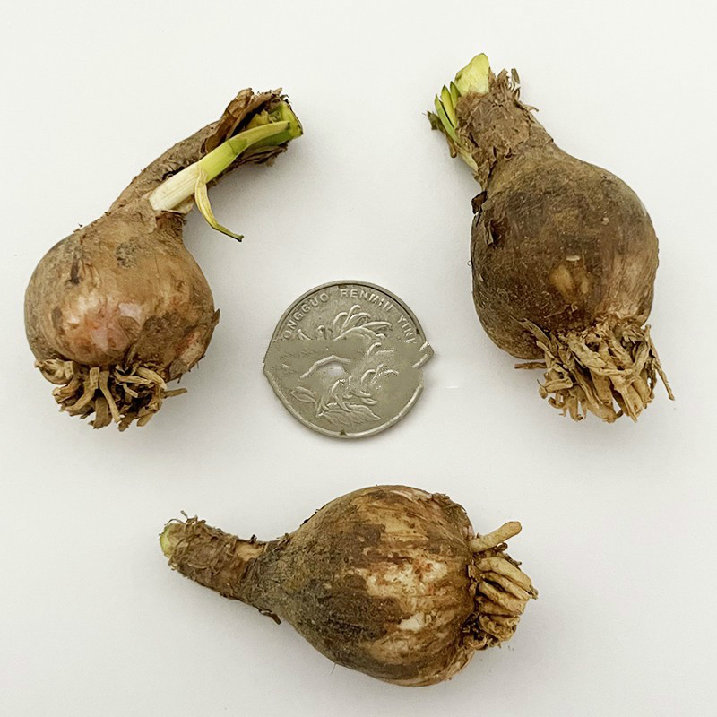 多瑙梦风雨兰种球胖丽丽夏秋季开花球重瓣四季盆栽花卉新手可种