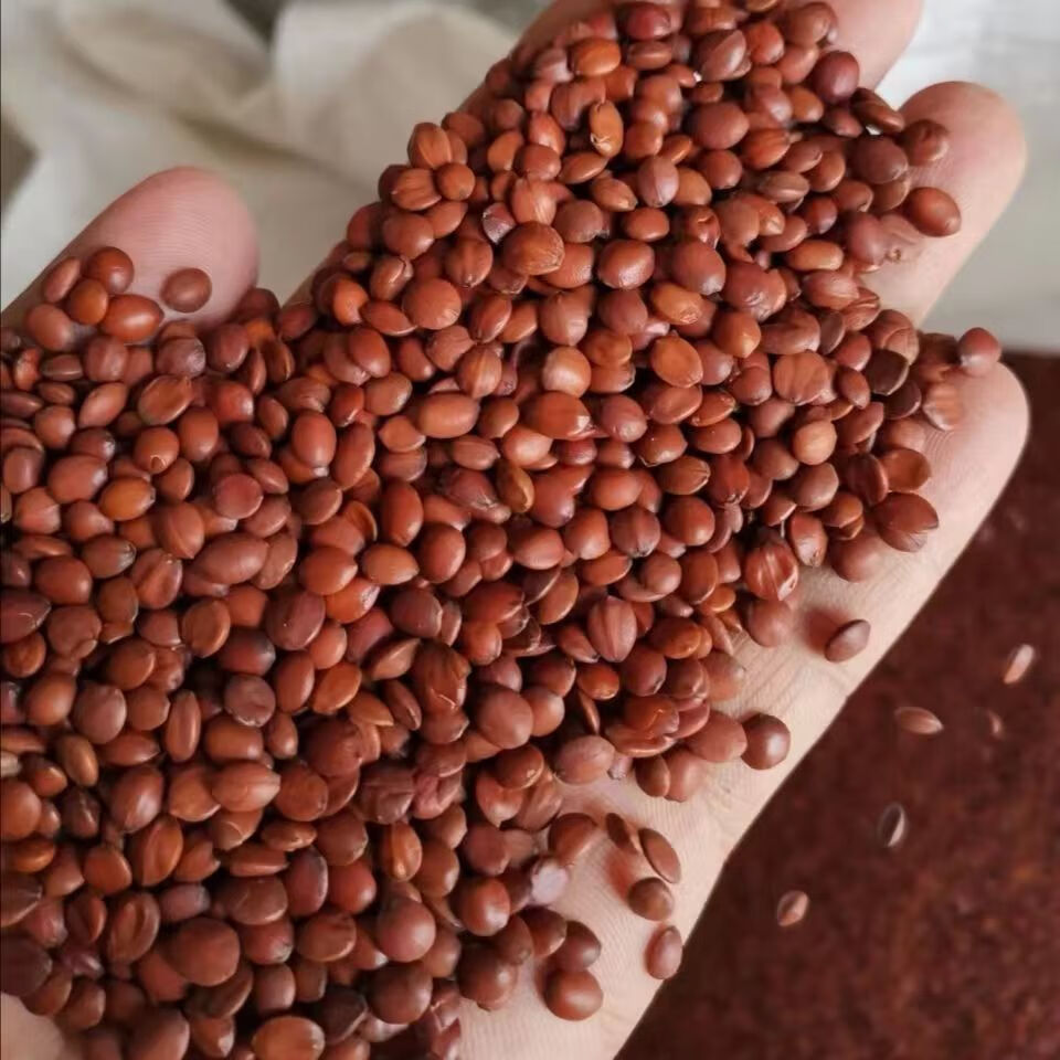 北京同仁堂原料酸枣仁送假货样品炒熟酸枣仁助眠特级河北赞皇酸枣仁