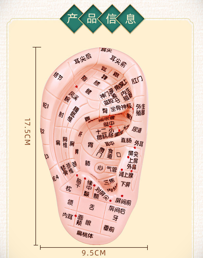 脚丫足底反射区脚底经络足疗工具家用器材20cm双足模型大字高清送足图