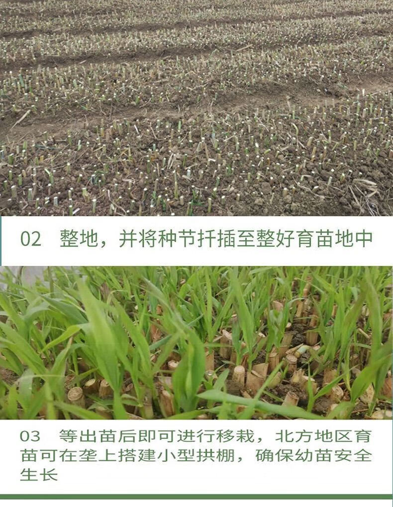 新型无毛甜象草3号皇竹草巨菌草种节种子耐寒牛羊猪高产牧草广西巨