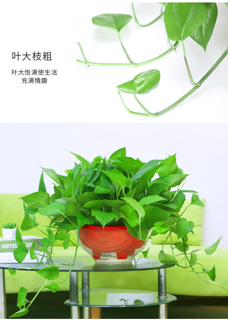 大盆绿萝盆栽室内吸甲醛植物绿箩花卉绿植新房家用长藤绿萝批发55株