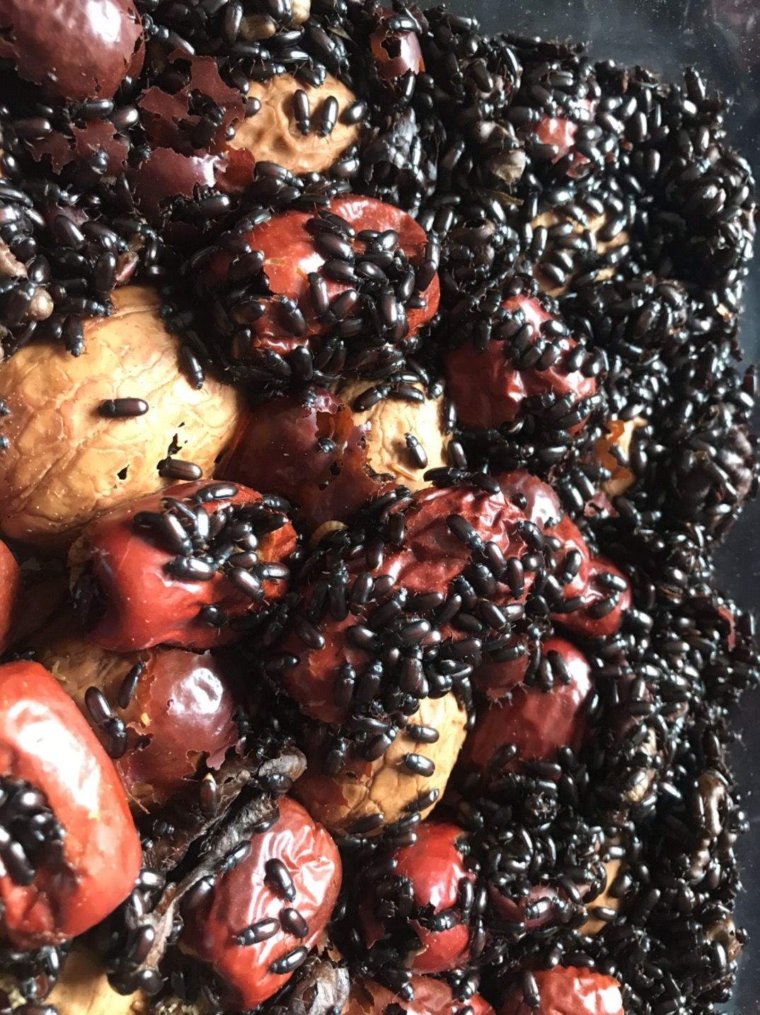 伟博正宗九龙虫活体洋虫幼虫可繁殖长命虫药材喂养九龙虫假包退800只