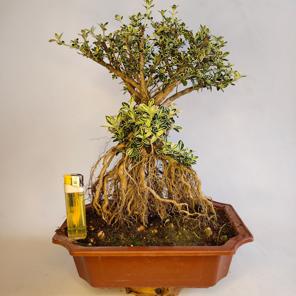 提根金边六月雪盆景老桩红花白花悬崖四季长青绿植花新疆西藏专链四年