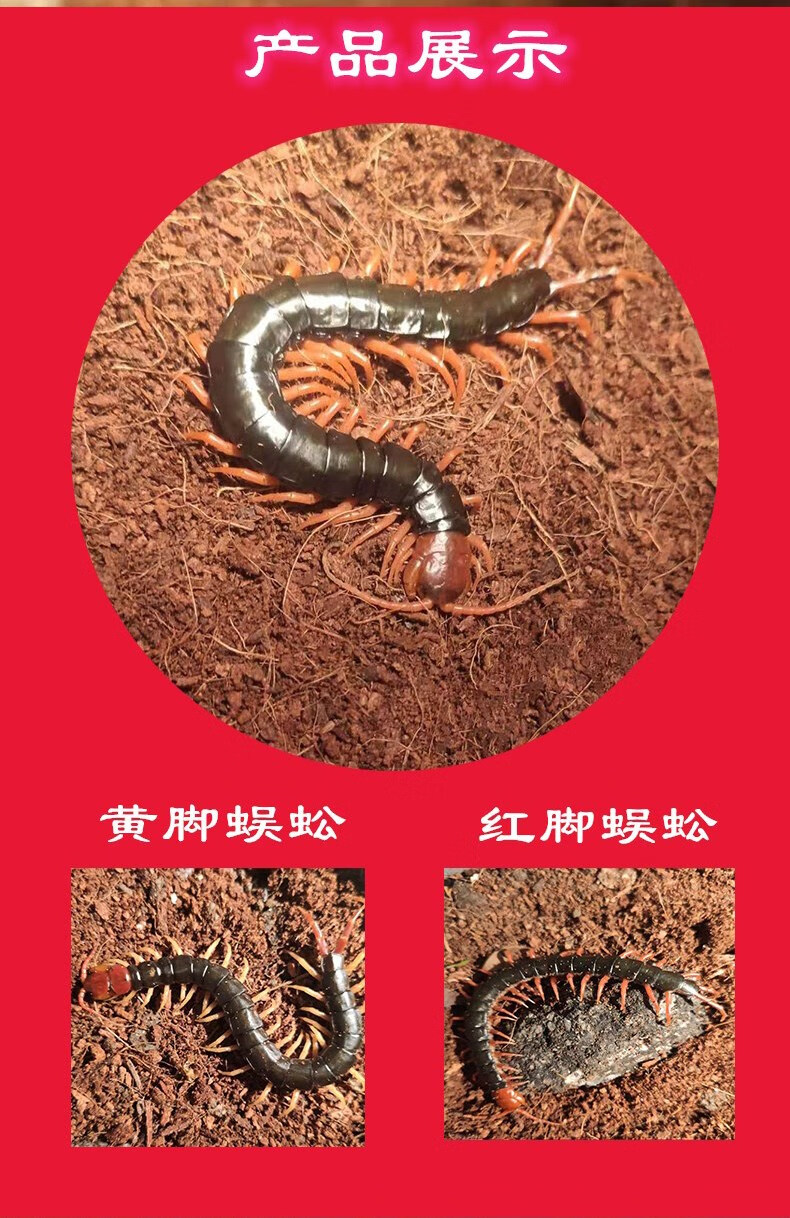 蜈蚣活体红头龙鱼观赏鱼发色饲料斗鸡斗鸟斗鱼食金鱼画眉鸟食泡酒 红