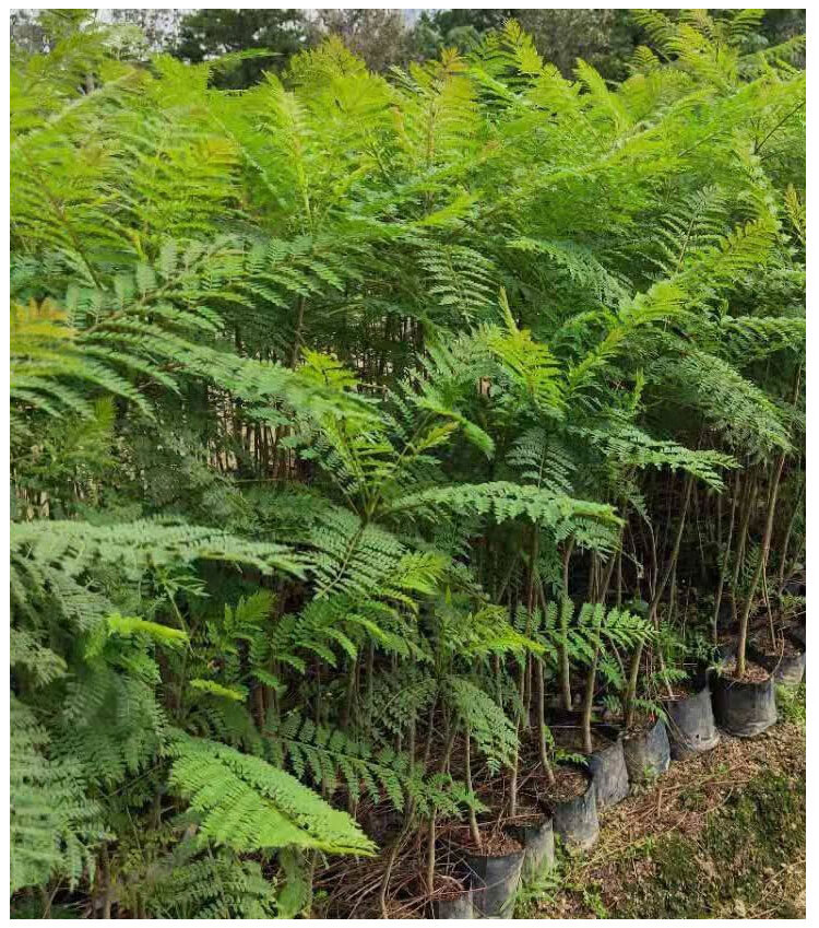 多瑙梦蓝花楹树苗别墅庭院名贵风景树园林人行道珍稀绿化树木门前花