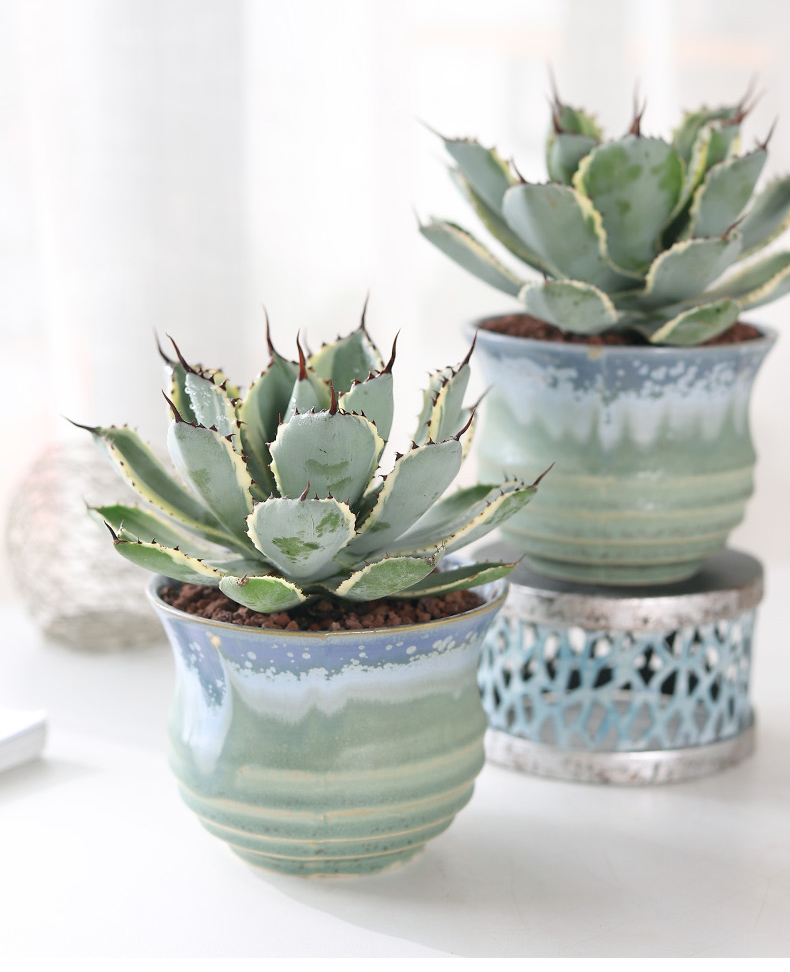 吉祥冠锦龙舌兰盆栽室内大株多肉植物大颗老桩稀有品种花卉好养活