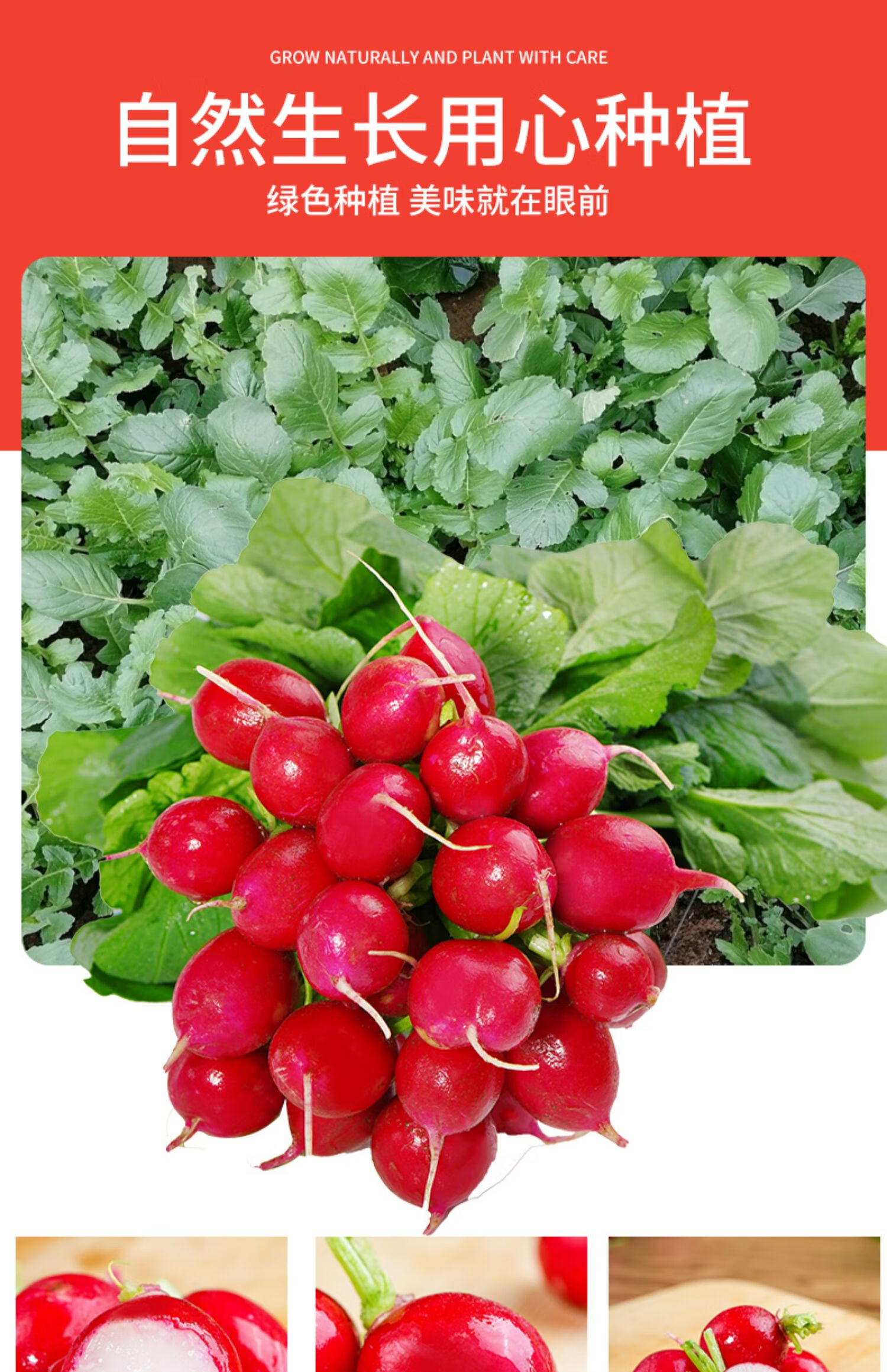 樱桃小萝卜新鲜胭脂脆甜水果胡红萝卜当季生吃现摘蔬菜 【樱桃萝卜】