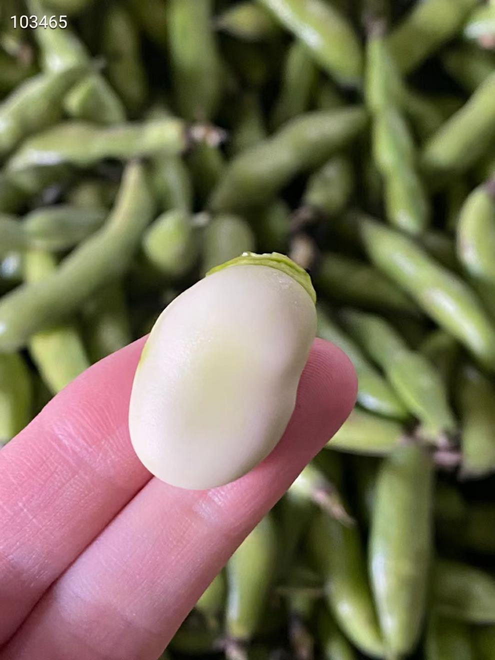 农家自种云南蚕豆新鲜带壳胡豆生绿嫩蚕豆青豆荚蔬菜 2斤装 精选新鲜