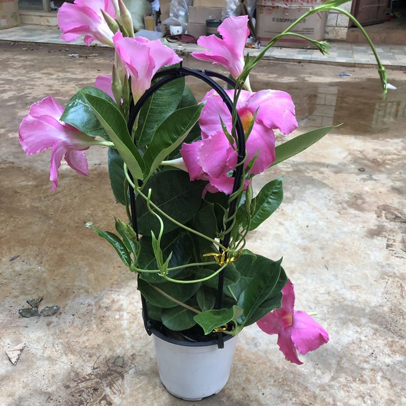 拓赛万里飘香藤花苗双喜花卉攀爬绿植物盆栽室内阳台d9富贵红红色30