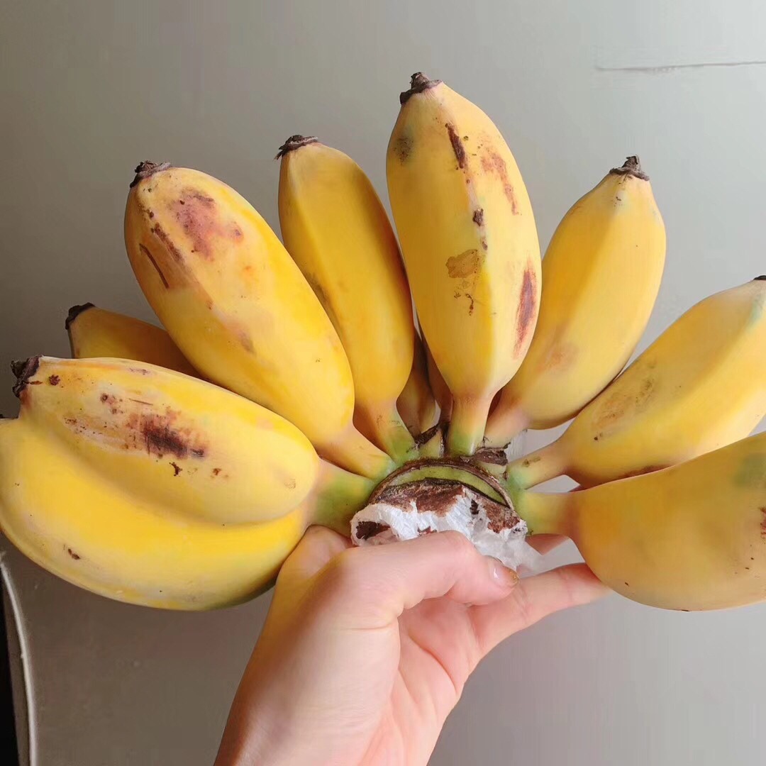 福建土楼正宗苹果蕉新鲜水果香蕉自然熟粉蕉445斤苹果蕉445斤