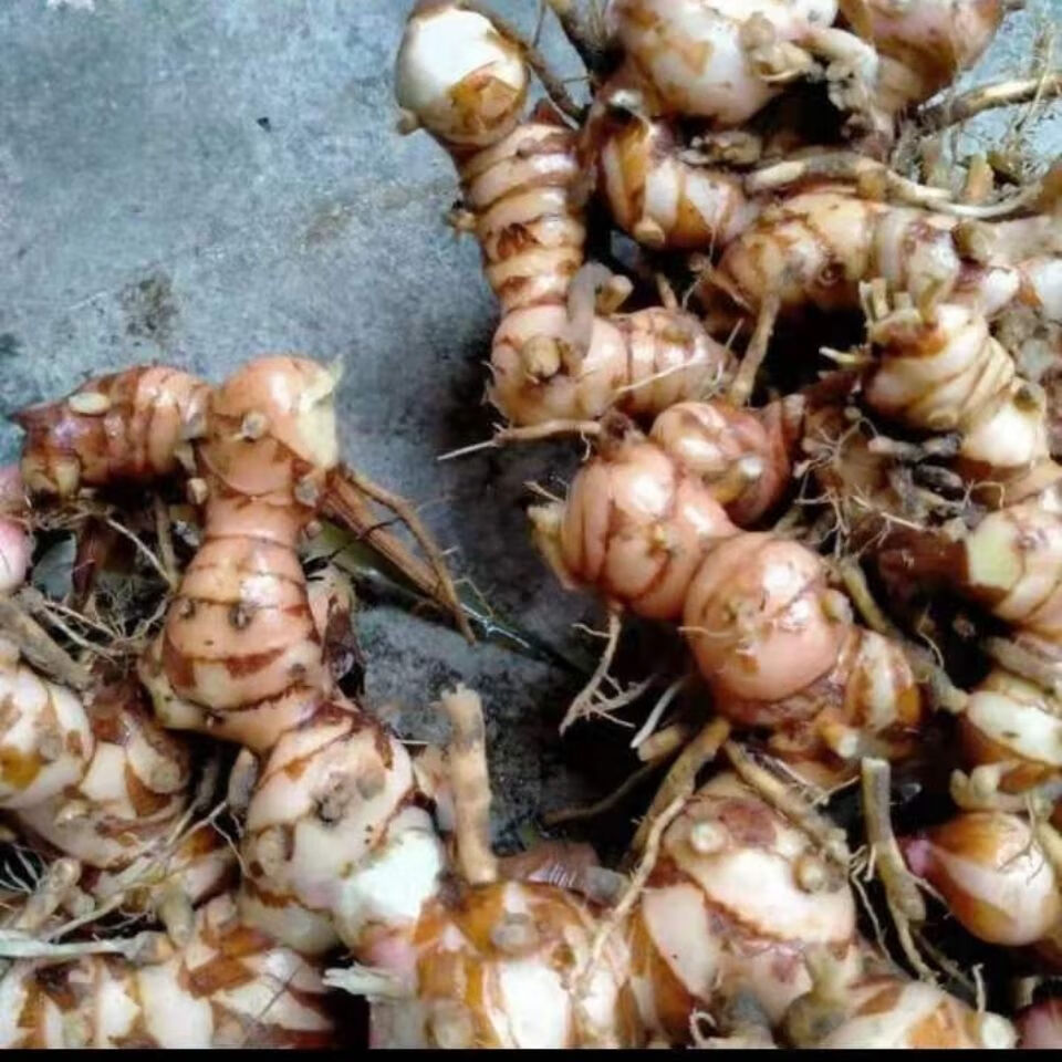 山南姜 精选野生山姜牛羊肉火锅卤味去膻提味调料南姜 2斤【图片 价格