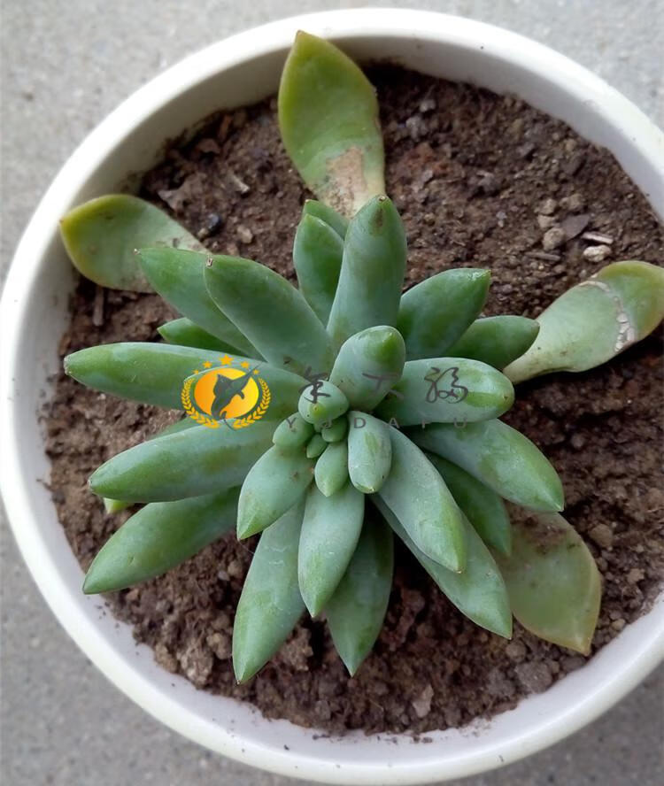 河沙 养花蔬菜种植沙壤土养花河沙土营养土壤阳台花