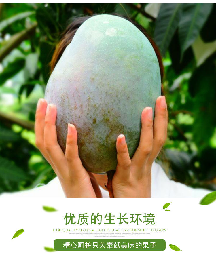 攀枝花凯特大芒果新鲜孕妇当季10斤整箱大青芒金煌1~5斤 3斤净重 精品