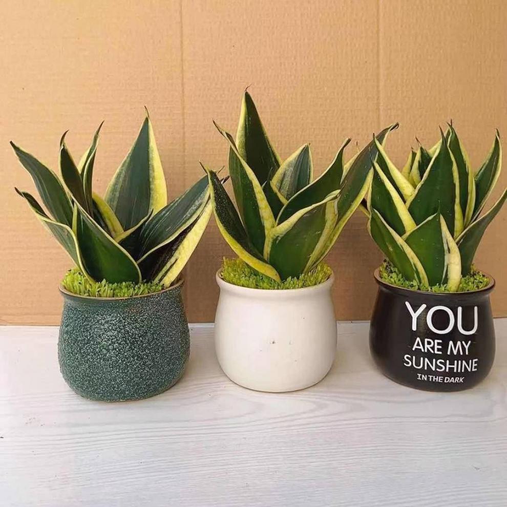 现货现发金边虎皮兰新房吸盆栽内净化空气绿植花卉办公室四季好养活含