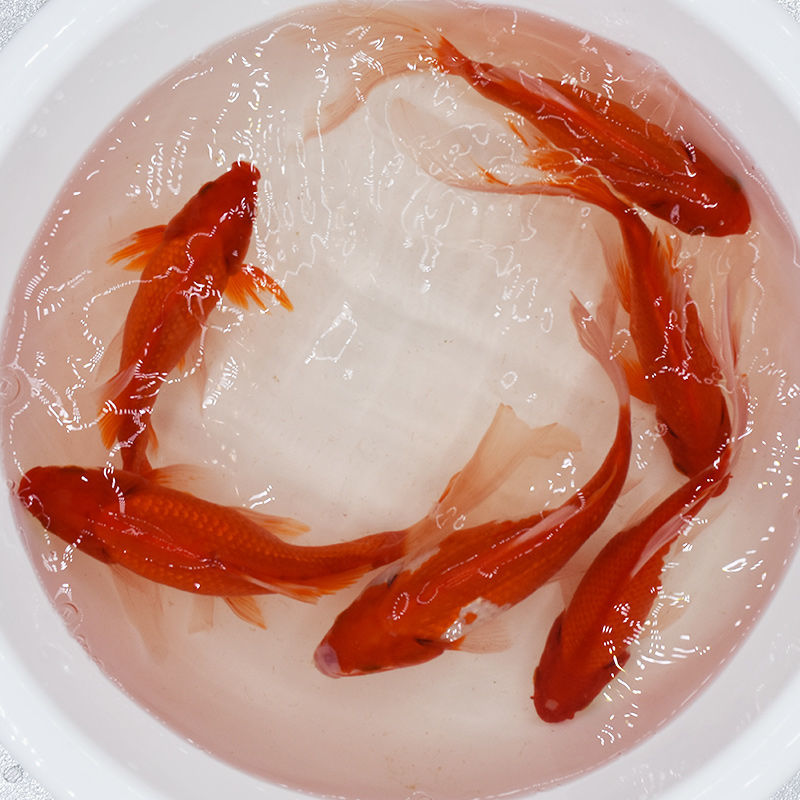 小金鱼观赏鱼小鱼活鱼招财鱼苗冷水鱼耐活鱼好养草金长尾鱼凤尾鱼 18