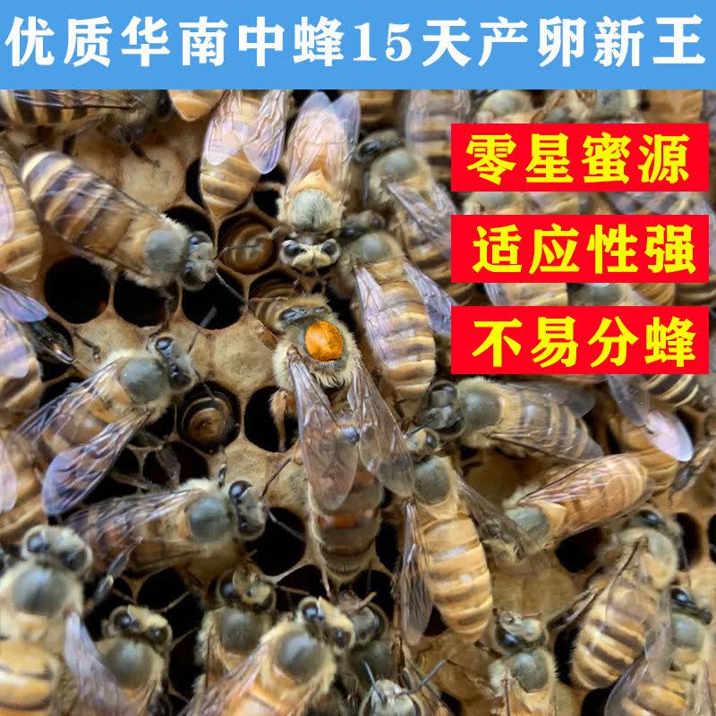 中蜂王种蜂王高产土蜂活体新开产卵王双色蜜蜂黑美人红环红背广东仓王