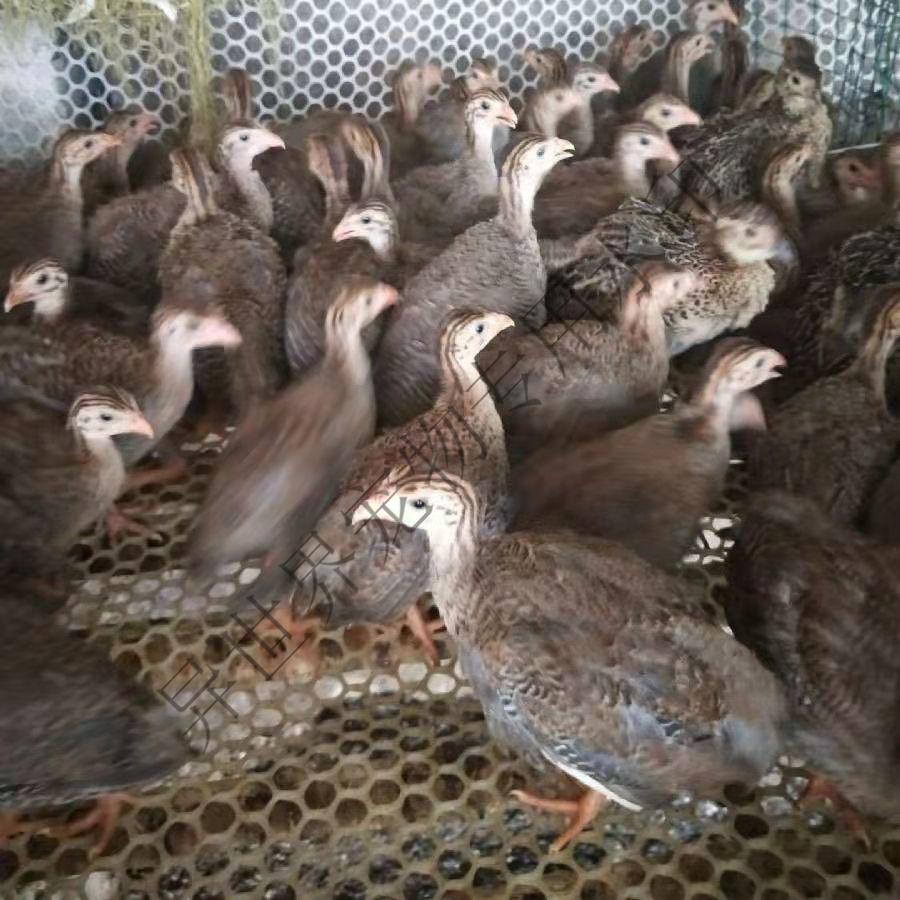 纯种珍珠小鸡活苗幼苗真珠鸡半斤幼仔活禽活体散养批发包活 珍珠鸡买6