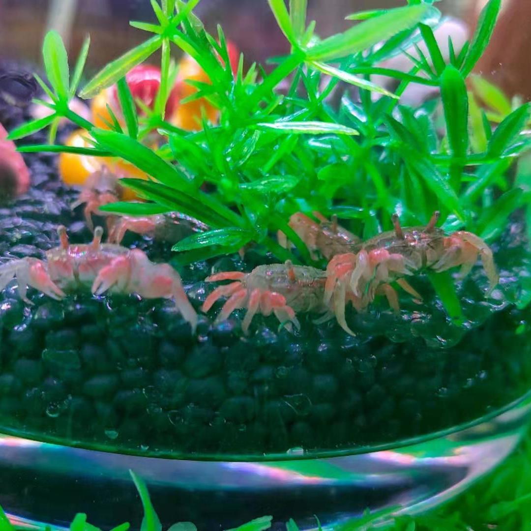 辣椒蟹活体深水观赏蟹可鱼虾混养宠物小蟹除藻清洁淡水蟹爬宠活物18只