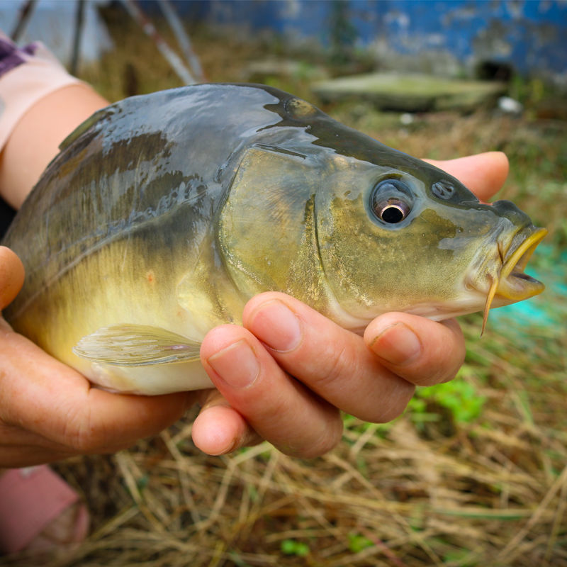 裸鲤无甲鲤鱼裸斑小鱼苗淡水养殖食用好养冷水耐活耐低温四川批发 裸
