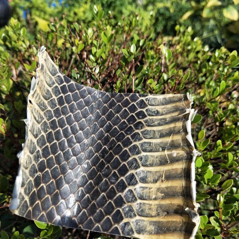 乐器配件乌稍皮中段单块蛇皮 京胡四胡蒙皮材料 京胡四胡胡琴配件 乌