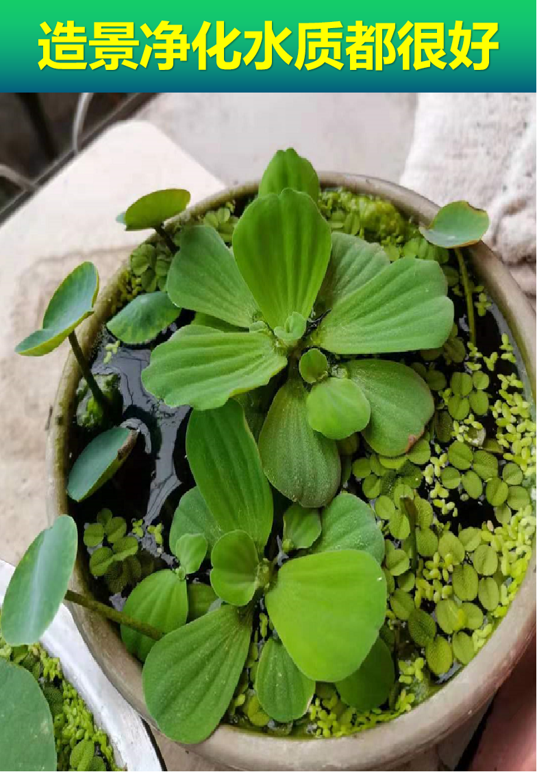 涞思芊水芙蓉水培植物挺水葫芦浮萍水草活体养龟鱼缸池造景净化水质水