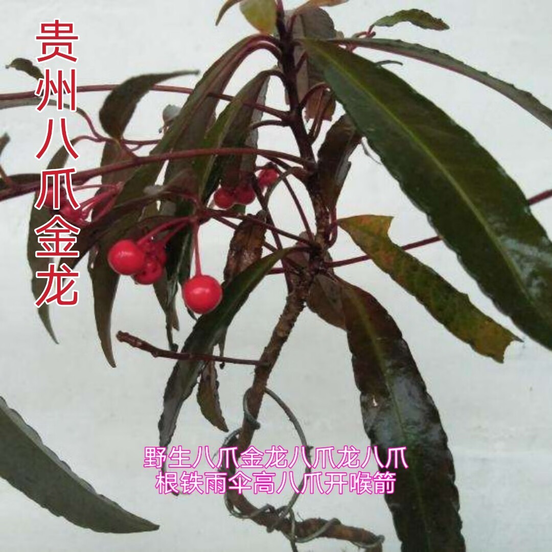 官方旗舰八爪金龙500g贵州省百两金八爪根铁雨伞开喉箭中草药材图片色